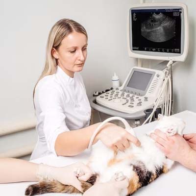 cat having ultrasound scan