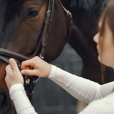 a person touching a horse's face