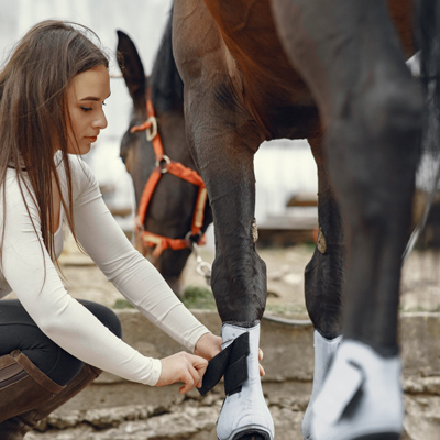 A person is bandaging the horse's feet.