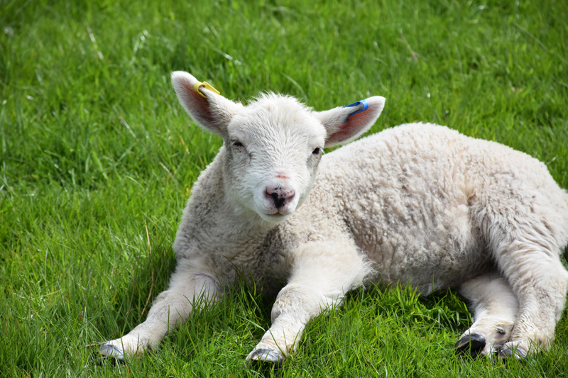 a white lamb lying in the grass