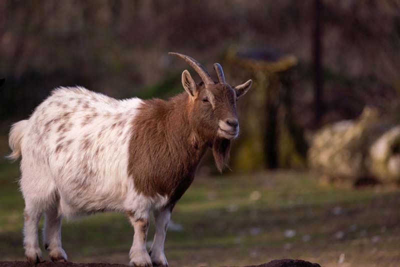 a brown and white goat with horns