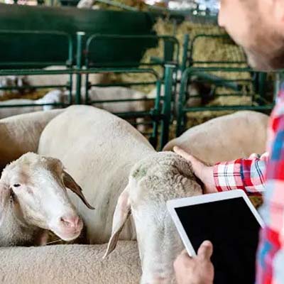 a person holding a tablet with sheep