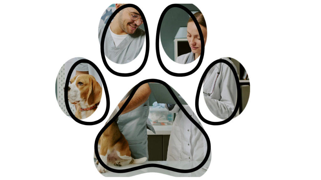 Preventive veterinary care in Byron NY