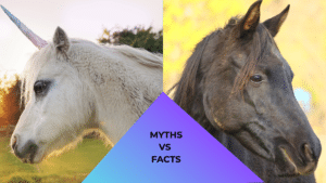 Unicorn standing beside a horse illustrating myths versus facts about animal care