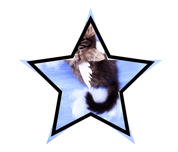 A whimsical cat with wings to illustrate animal care myths.