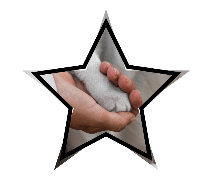 Vet care from Pumpkin Hill Veterinary Clinic in Byron, NY with a person's hand gently holding a cat's paw.